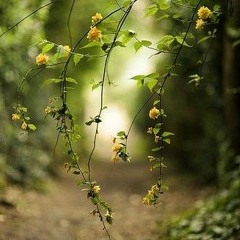 KAALI_KAALI_ZULFON_x_Nusrat_Sahab.Dr.Rida.voice(256kbps)