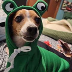 Big Music for Tiny Dogs Vol 2: Bicycle Dripzz