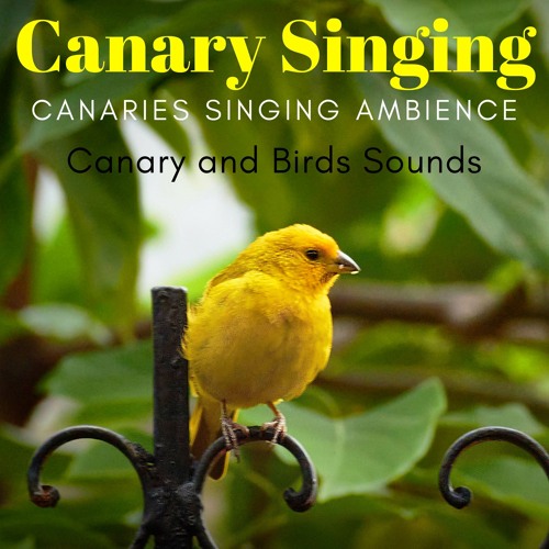 Stream Beautiful Canary Singing Sounds by Canary and Birds Sounds ...
