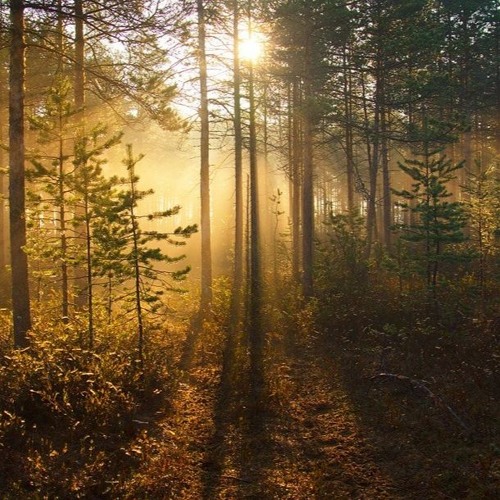An effulgence fills the southern boughs