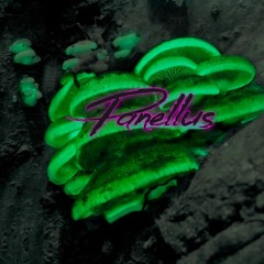 Panellus (feat. Meg Maze)