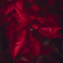 Crimson