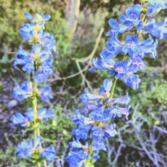 See You Again Farrah Remix