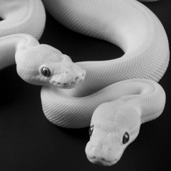 [FREE]|Migos x Lil Baby x Cutemobb type beat| “Cowgirl" 🤠(Prod.YoYo✨)|Slime Trap Beat | Bouncy Trap