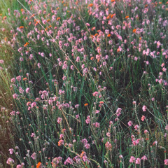 A warm summer morning