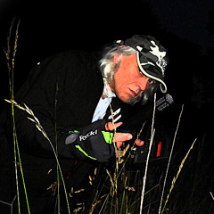 Frogs in Park , Free Sample