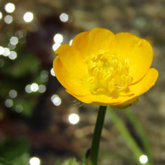 Renacer