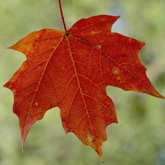 Our Love Is Like A Maple Leaf