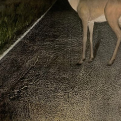 Deer in headlights (demo)