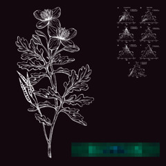 Yoga Music for Plants