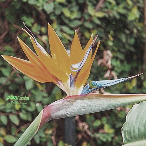 adormecer na textura do pólen