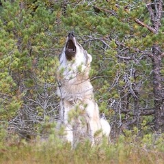 Howling wolfpack, Canis lupus, with puppies. Ylande vargar med valpar.
