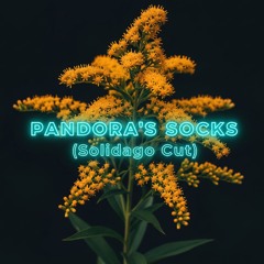 pandora's socks (solidago cut)