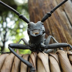 Λόγια μικρού μήκους και μεγάλου ύψους...στίχος του Νικόλα Άσιμου