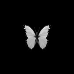 🦋