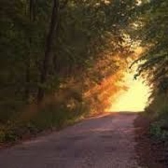Wood Walk