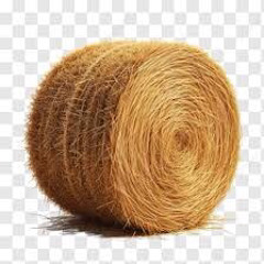 HAY