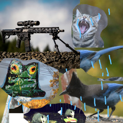 when your otherwise peaceful life is punctuated by sounds from military practice