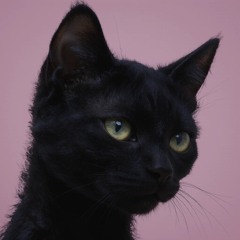 black cat
