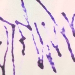 lab terminal *free dl