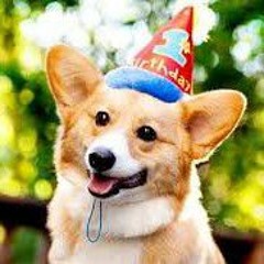 Party Dog (By: Tom Hardy)