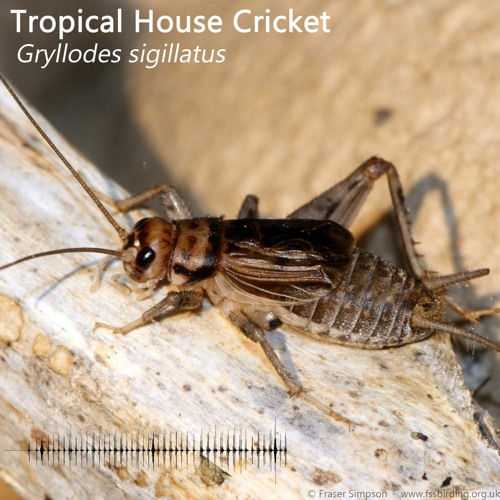 Tropical House Cricket (Gryllodes sigillatus)