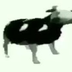 Dancing Polish Cow