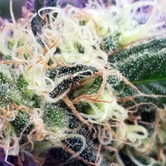 Lemon Haze - Demo