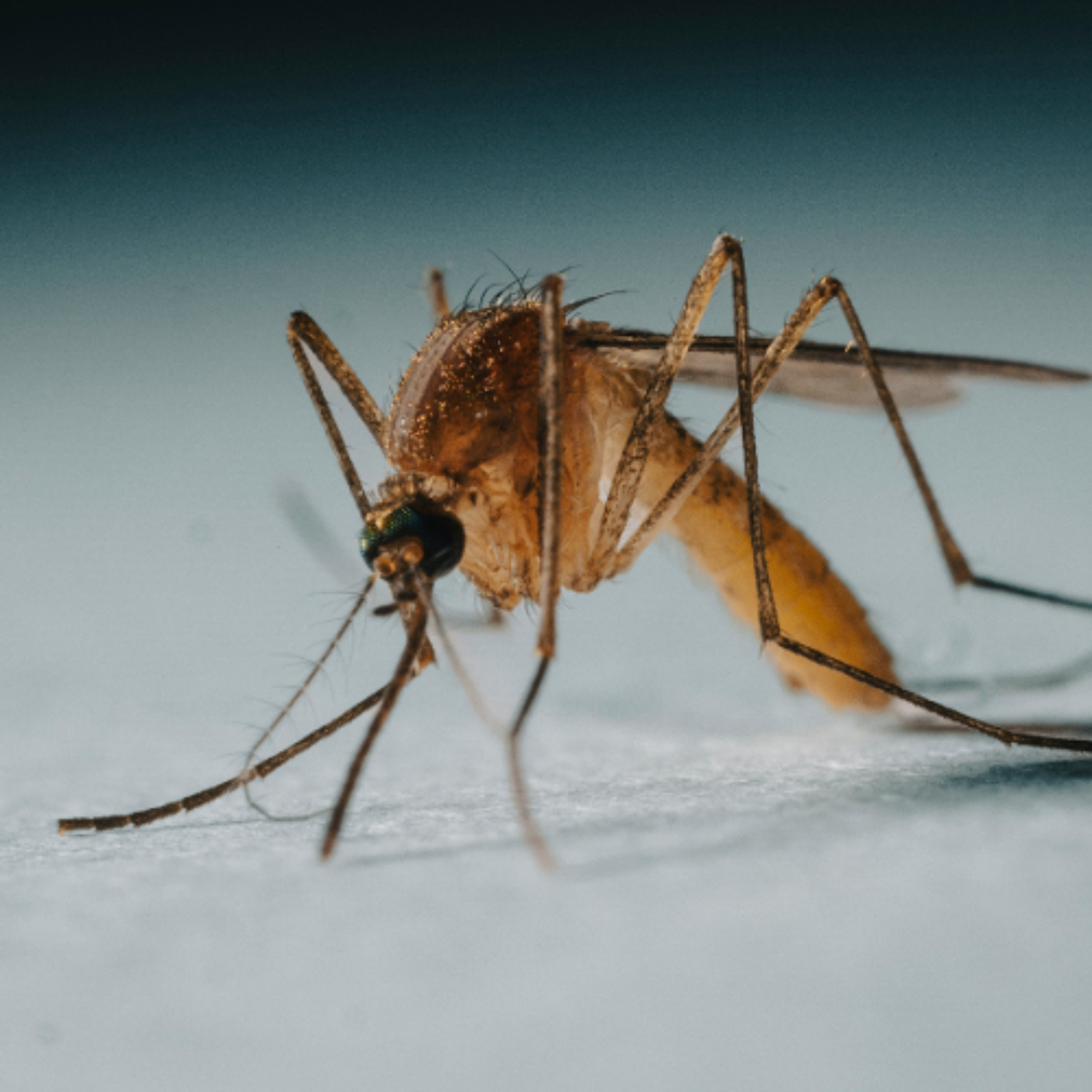 Why Mosquitos Prefer SmartyPants