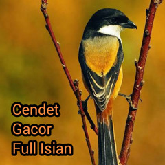 Cendet Gacor Full Isian