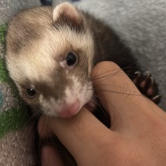 Thinking bout coi (slojitt)