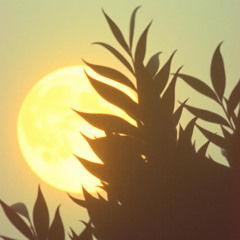 Tender Melody