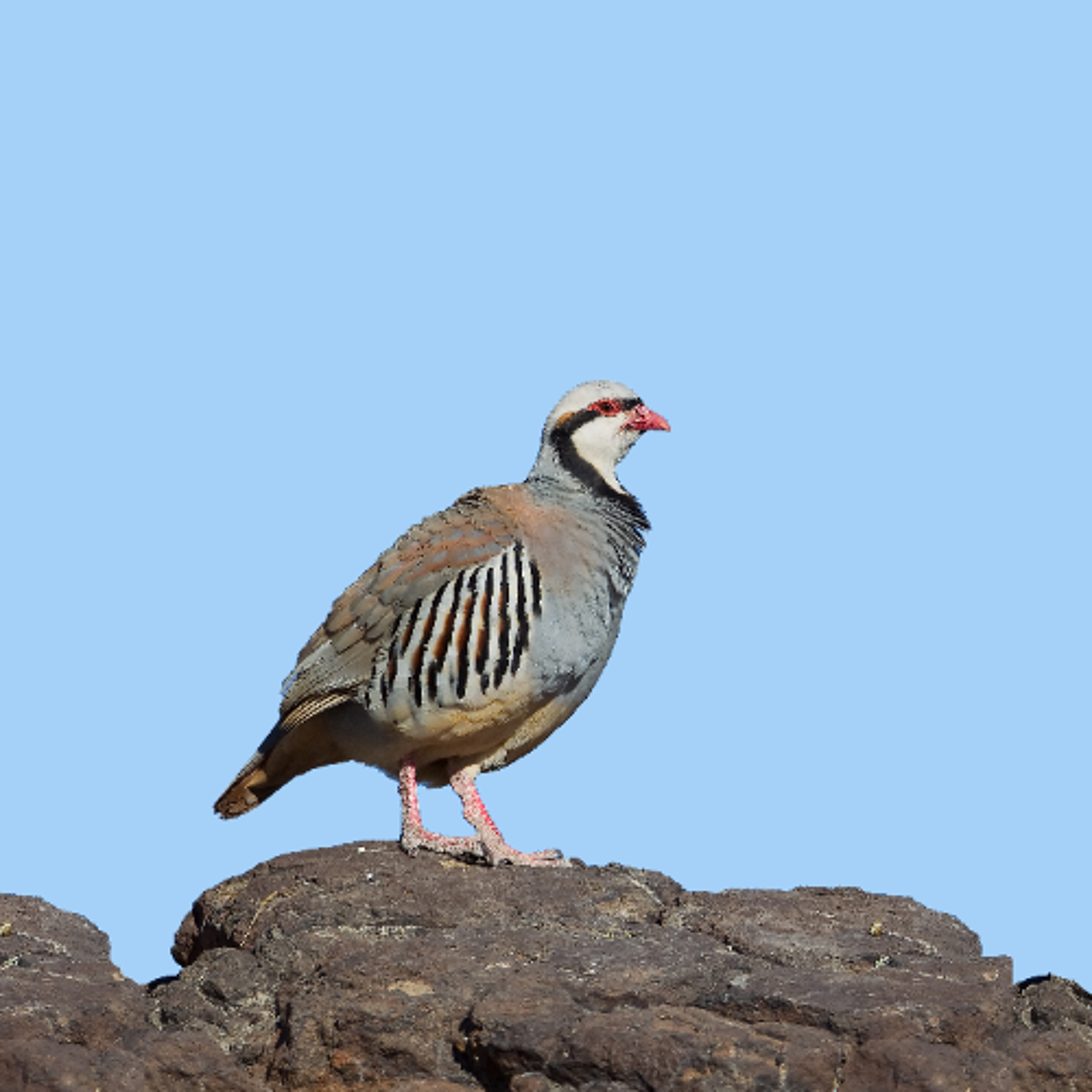 NDOW presents the Nevada Wild Podcast