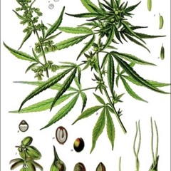 House ROZO ## 14_08_2025 INSTRU.wav