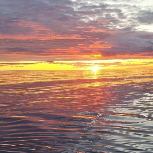 O kot non omw ning by bobo    [rewinia]