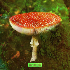 Toadstool