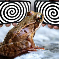 FROGGORE - MK ULTRA (CLIP) [Surgery fundraiser plate]