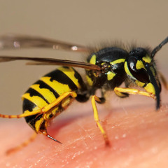 Ive been stung by a wasp remix 1 hour