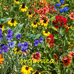 Berni - Organica Mar 26