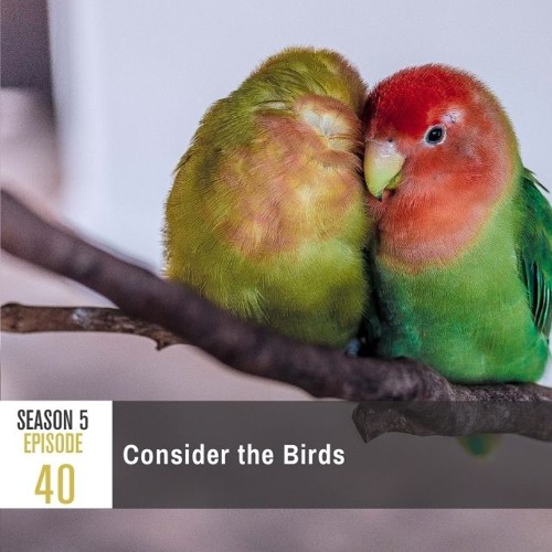 Season 5 Episode 40 - Consider the Birds
