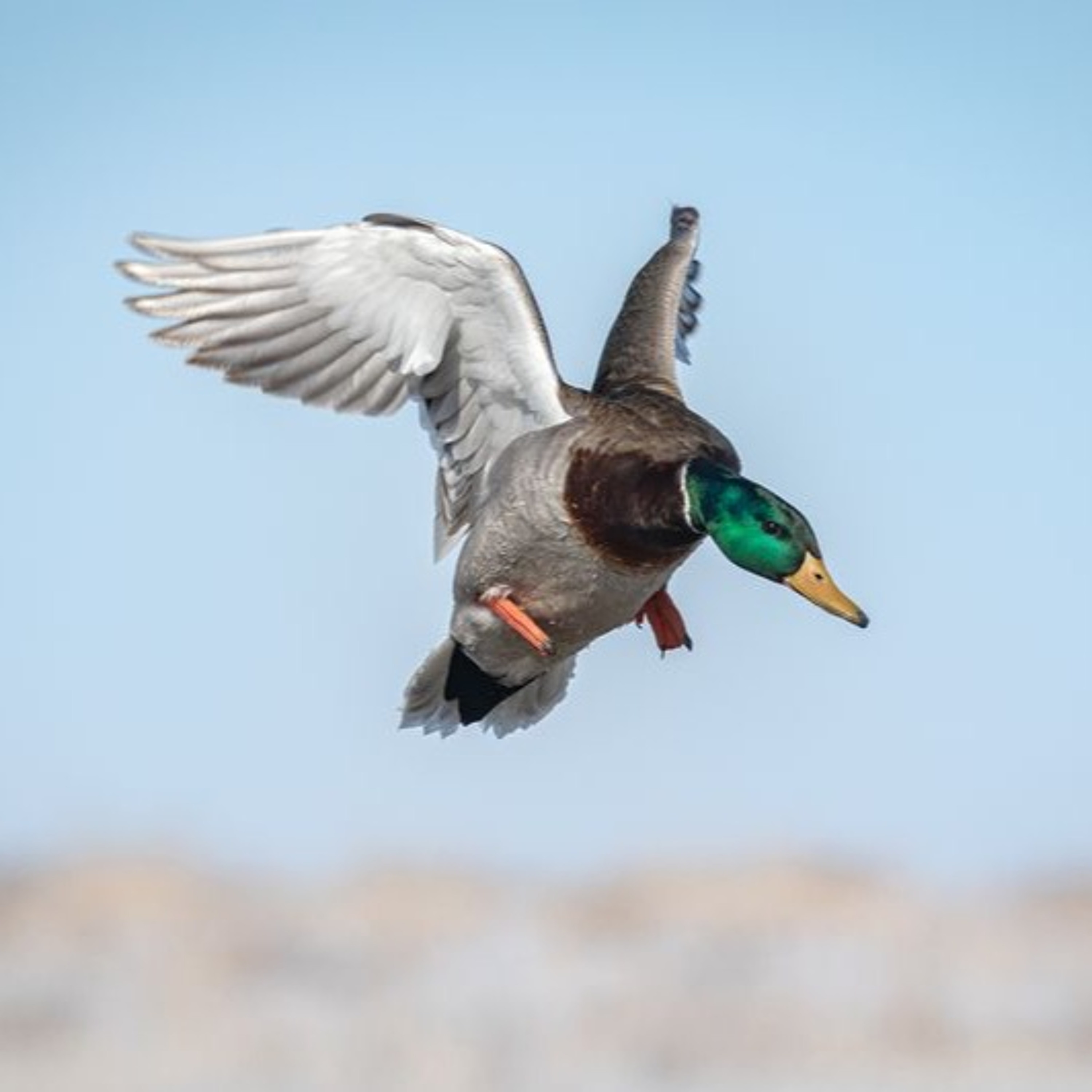 The Fowl Life