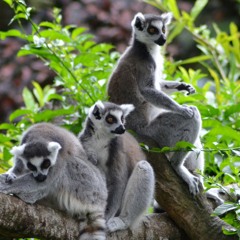 [Lenmur] เกาะพยาม    สำหรับเจย์ // Koh Phayam - For Jay