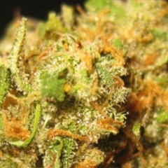 FLOWER AND DA FLOWERY.mp3