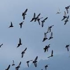 Herding Birds (Frotjold) by EAST - WEST