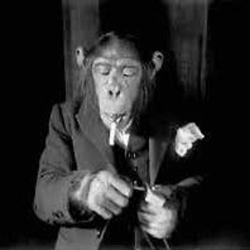 Chimp Tragedy
