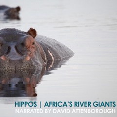 Hippos – Africa’s River Giants |  Extreme Dry