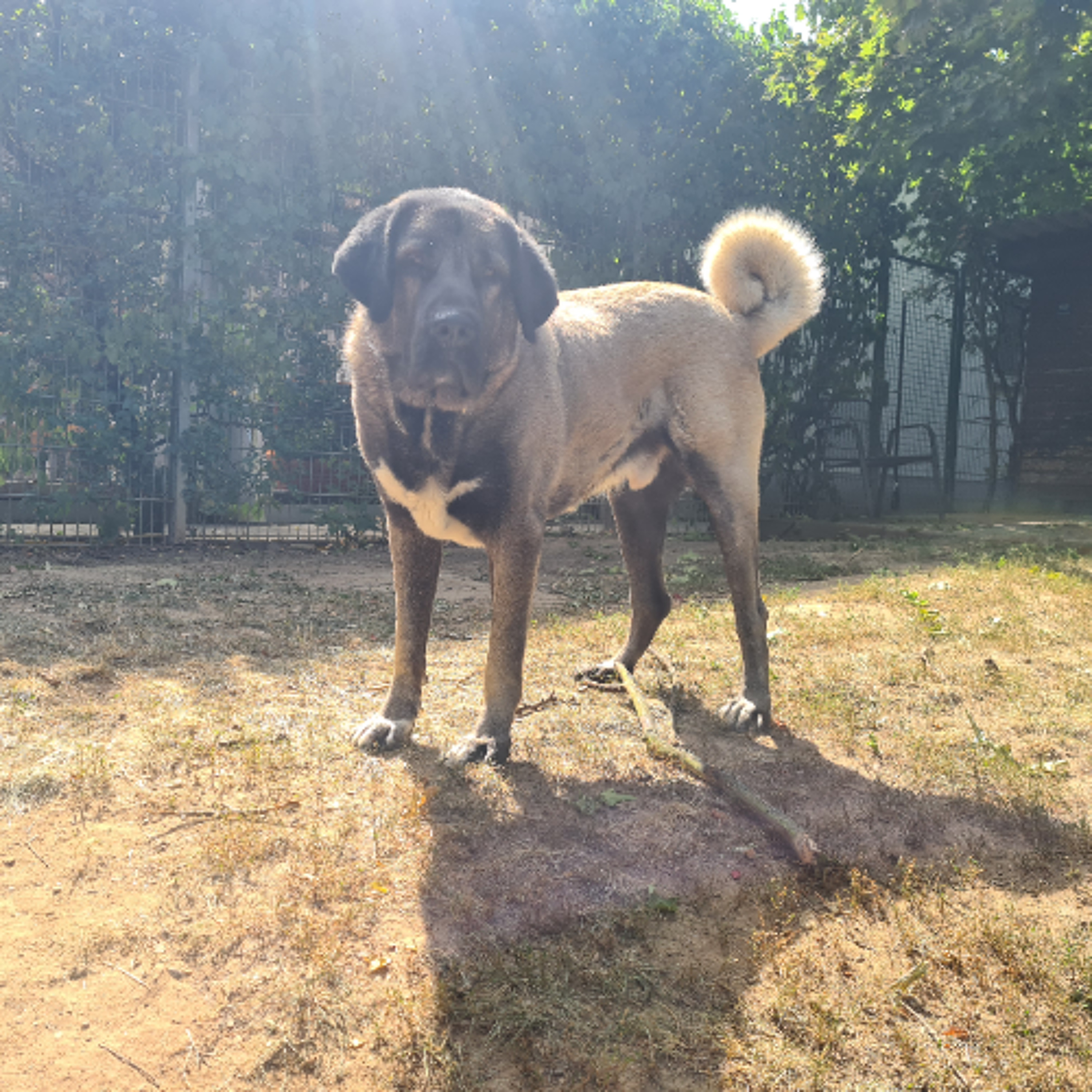 Körbchen gesucht vom 08.10.2025 - Hund Justus episode artwork