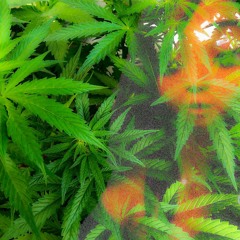 INTRO : WHAT IS, Love, Jerry