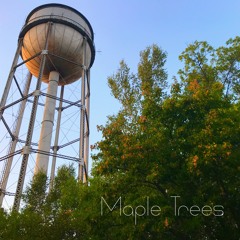 Maple Trees