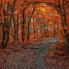 Autumn Walk With Mr D